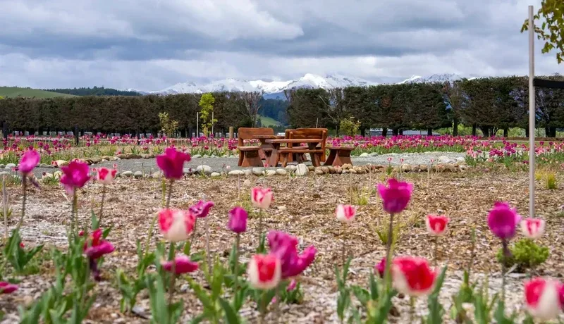 A Real New Zealand Farm Experience